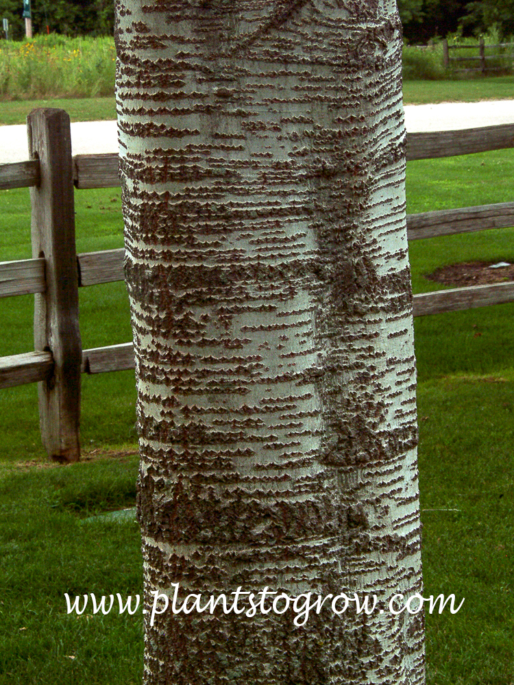 Fialaspire White Popple (Populus alba)